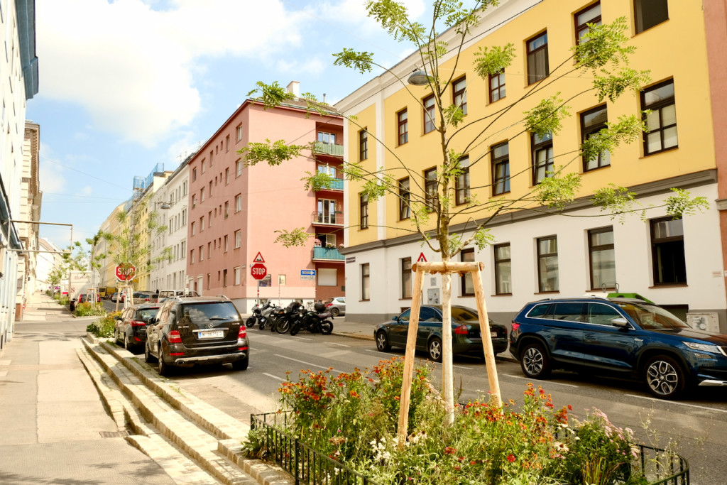 Ein Baum in der Theresiengasse